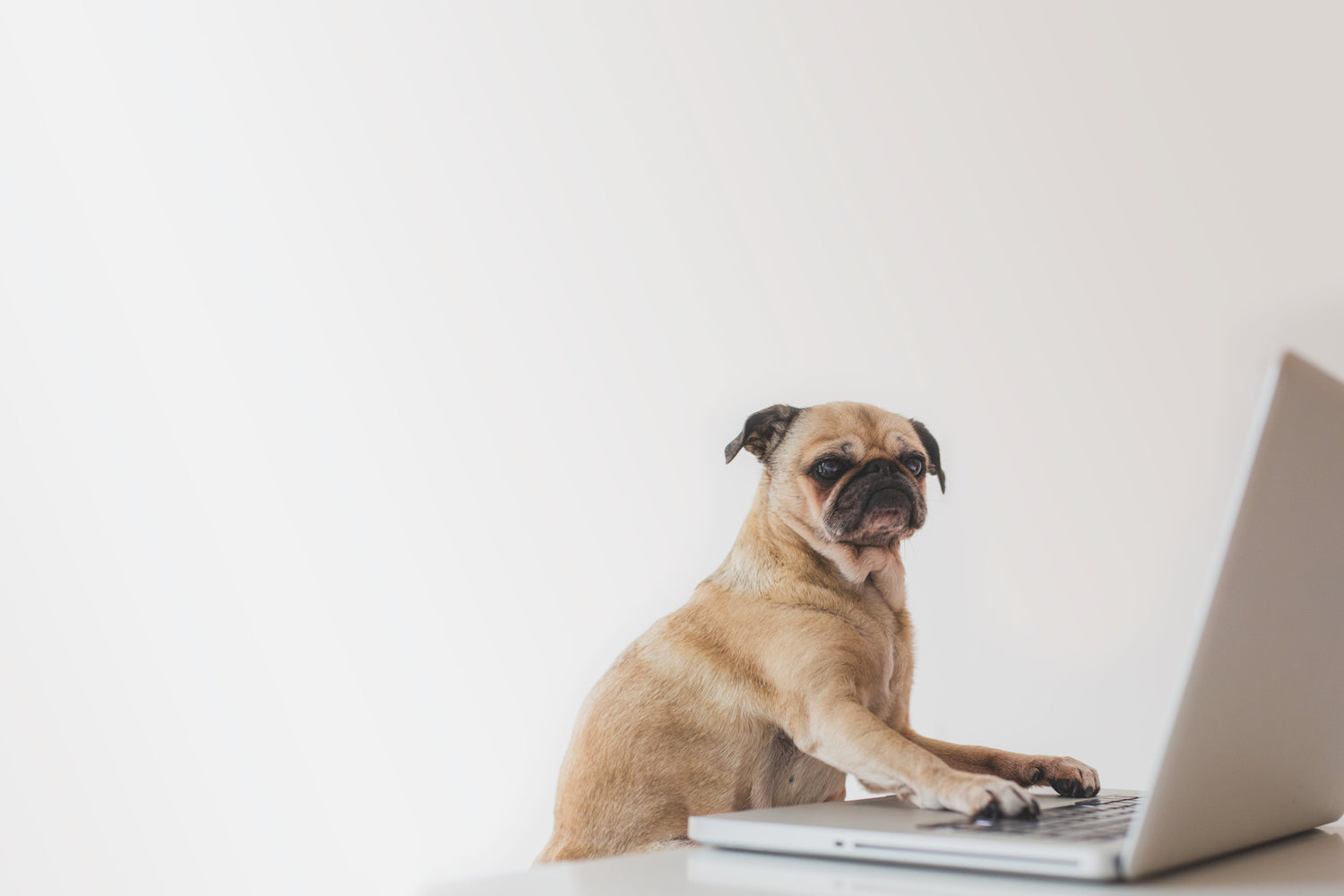 pet supplies and accessories